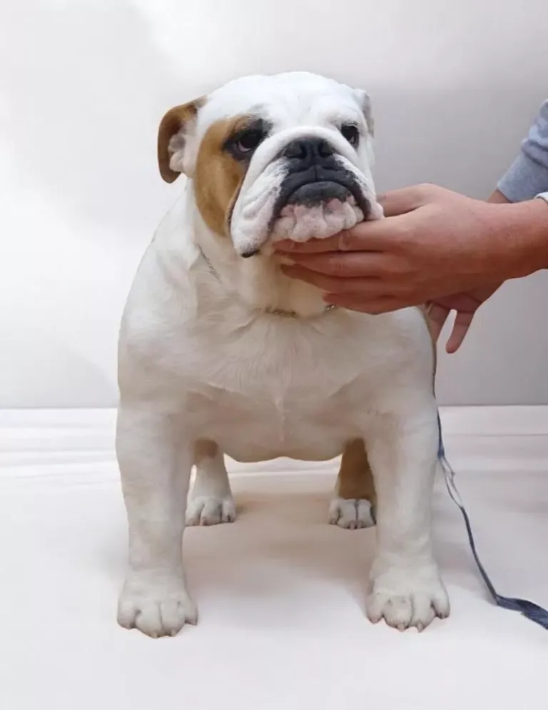 Bulldog Hembra Fat Puppys Clandestina