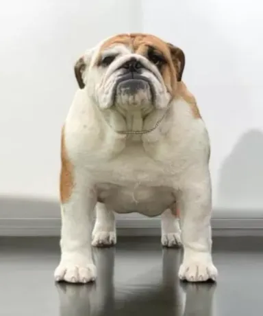 Bulldog Hembra Fat Puppys Dolce Vita