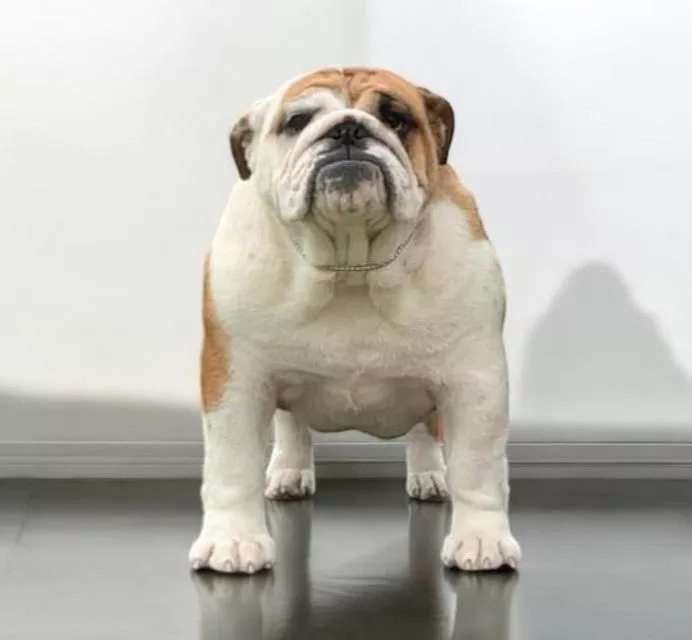 Bulldog Hembra Fat Puppys Dolce Vita