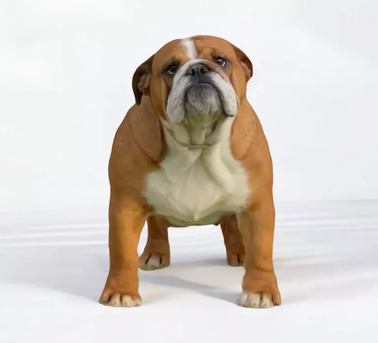 Bulldog Hembra Fat Puppys Red Pepper