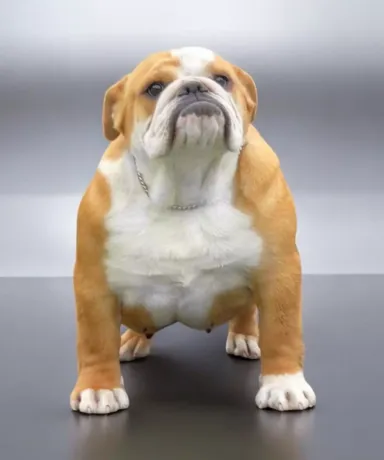 Bulldog Hembra Fat Puppys Sakura