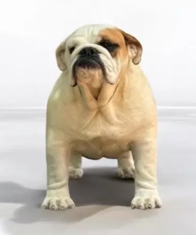 Bulldog Hembra Fat Puppys Usuahia