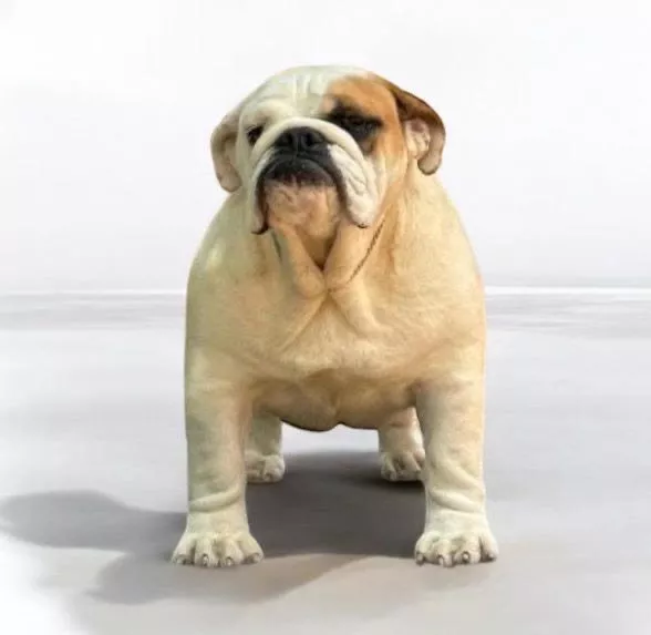 Bulldog Hembra Fat Puppys Usuahia