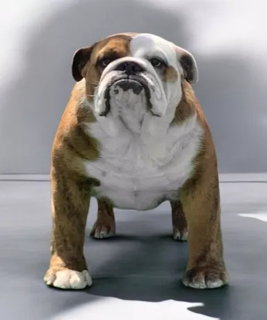 Bulldog Hembra Fat Puppys Zara