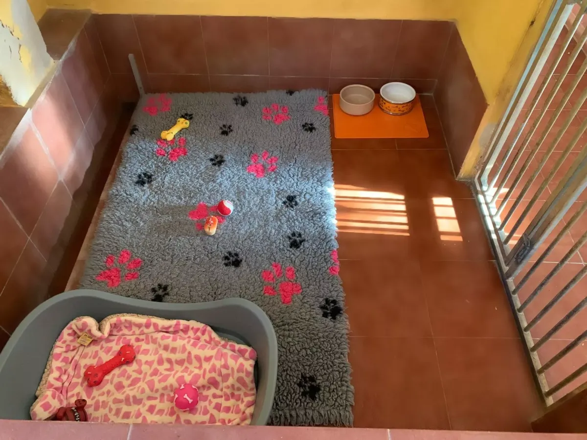 Bulldog criadero instalaciones cama