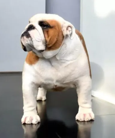 Bulldog macho Fat Puppys Poker