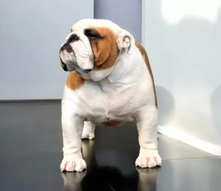 Bulldog macho Fat Puppys Poker