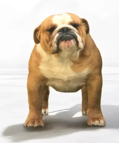 Bulldog macho Fat puppys Saiko