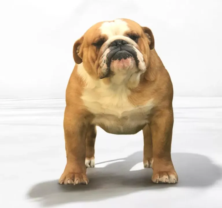 Bulldog macho Fat puppys Saiko