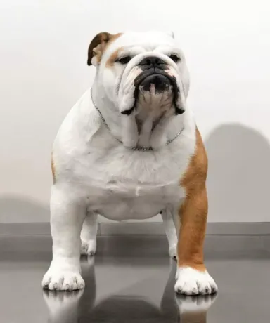 Bulldog macho Multi Campeon World Winner Fat Puppys Regal