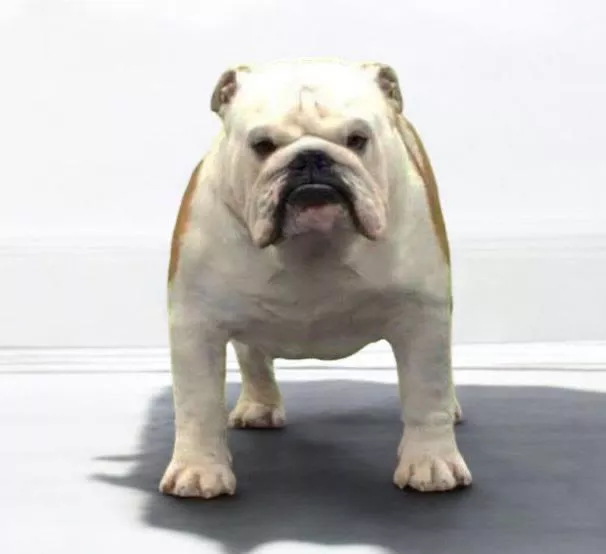 Bulldog macho Multi Campeon. World Winner Seehurts Hands of Stone