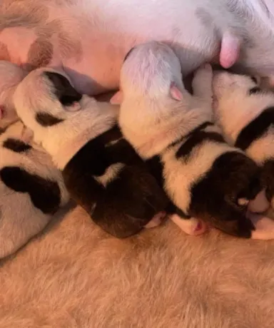 fat puppys criadero camada mamando recien nacidos bulldogs