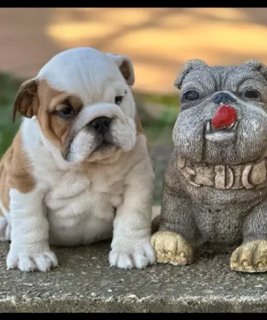 Precioso perro de fat puppys criadero cachorro bulldogs