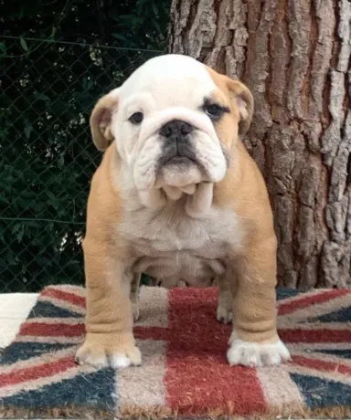 perro de fat puppys criadero cachorro bulldogs