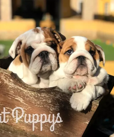 dos perros preciosso de una camada del criadero fat puppys cachorro bulldogs