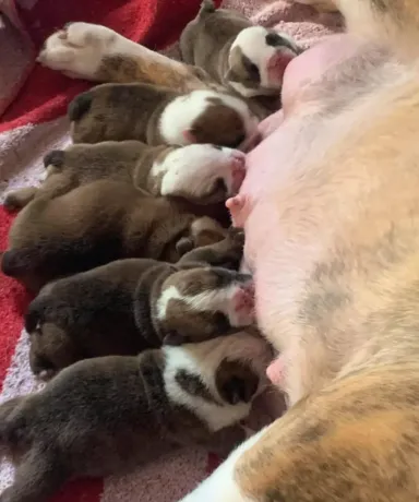 fat puppys criadero camada mamando recien nacidos bulldogs