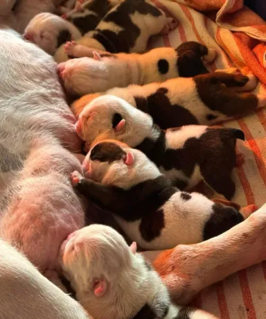 fat puppys criadero camada mamando recien nacidos bulldogs