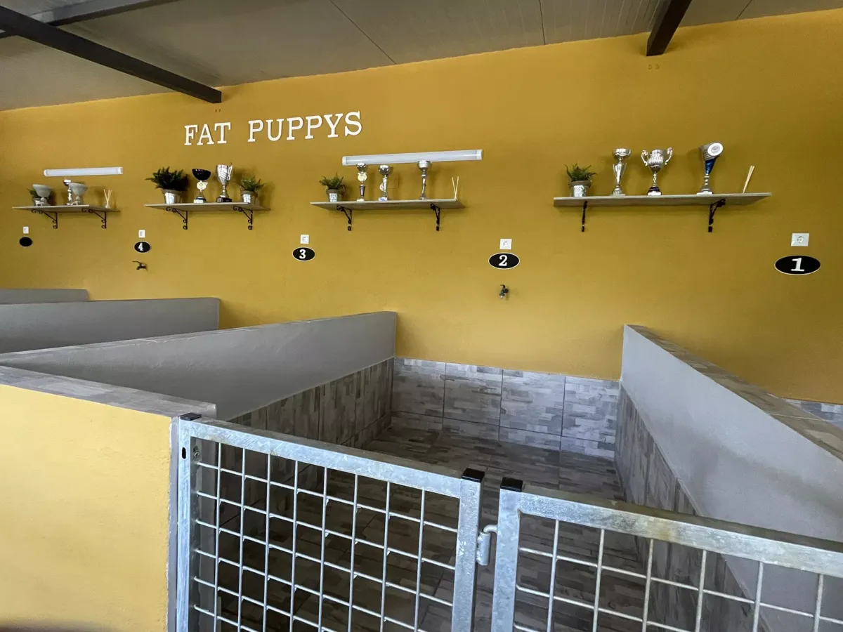 INSTALACIONES INTERIORES LUJO FAT PUPPYS CRIADERO BULLDOG INGLES CON PREMIOS INTERNACIONALES