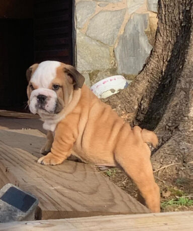 Precioso cachorrito bulldog fat puppys posando